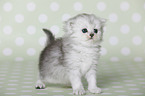 Highlander Kitten