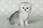 Highlander Kitten