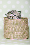 Highlander Kitten
