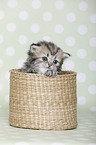 Highlander Kitten