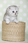 Highlander Kitten