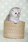 Highlander Kitten