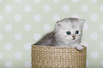Highlander Kitten