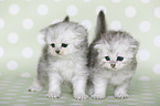 Highlander Kitten