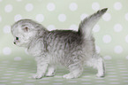 Highlander Kitten
