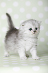 Highlander Kitten
