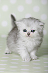 Highlander Kitten