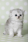 Highlander Kitten