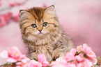 Highlander Kitten