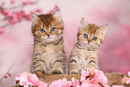 British Shorthair and Highlander Kitten