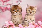 British Shorthair and Highlander Kitten
