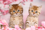 British Shorthair and Highlander Kitten