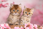 British Shorthair and Highlander Kitten