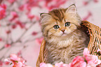 Highlander Kitten