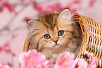 Highlander Kitten