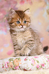 Highlander Kitten