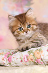 Highlander Kitten