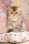 Highlander Kitten