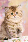 Highlander Kitten
