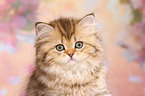 Highlander Kitten