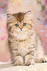 Highlander Kitten