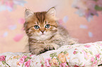 Highlander Kitten