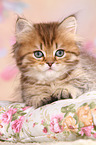 Highlander Kitten