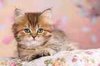 Highlander Kitten