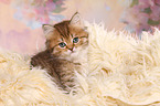Highlander Kitten