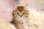 Highlander Kitten