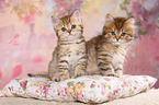 British Shorthair and Highlander Kitten