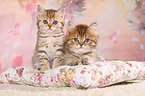 British Shorthair and Highlander Kitten