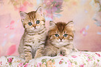 British Shorthair and Highlander Kitten