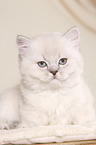 Highlander Kitten