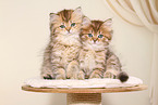 Highlander Kitten