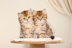 Highlander Kitten