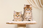 British Shorthair and Highlander Kitten