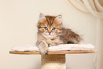 Highlander Kitten