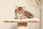 Highlander Kitten