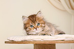 Highlander Kitten