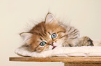 Highlander Kitten