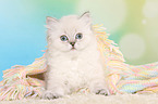 Highlander Kitten