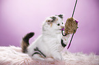 Highlander Kitten