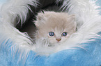 Highlander Kitten