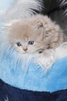 Highlander Kitten