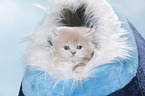 Highlander Kitten