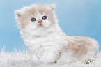 Highlander Kitten