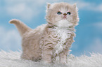 Highlander Kitten
