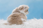 Highlander Kitten