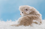 Highlander Kitten